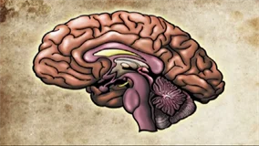 Alcohol, Drugs and the Brain